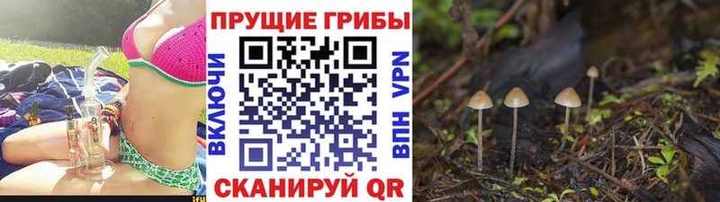 Псилоцибиновые грибы ЛСД Купить закладки Балтийск